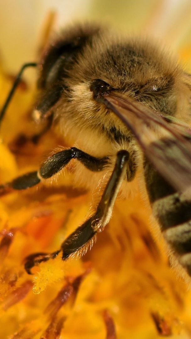 TikToker Beesteez klärt über den Blütenpollen-Trend auf.
