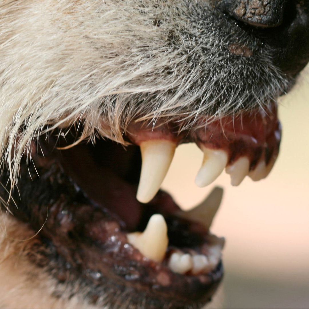 Bei einem Wandertag kam es zur Beißattacke.
