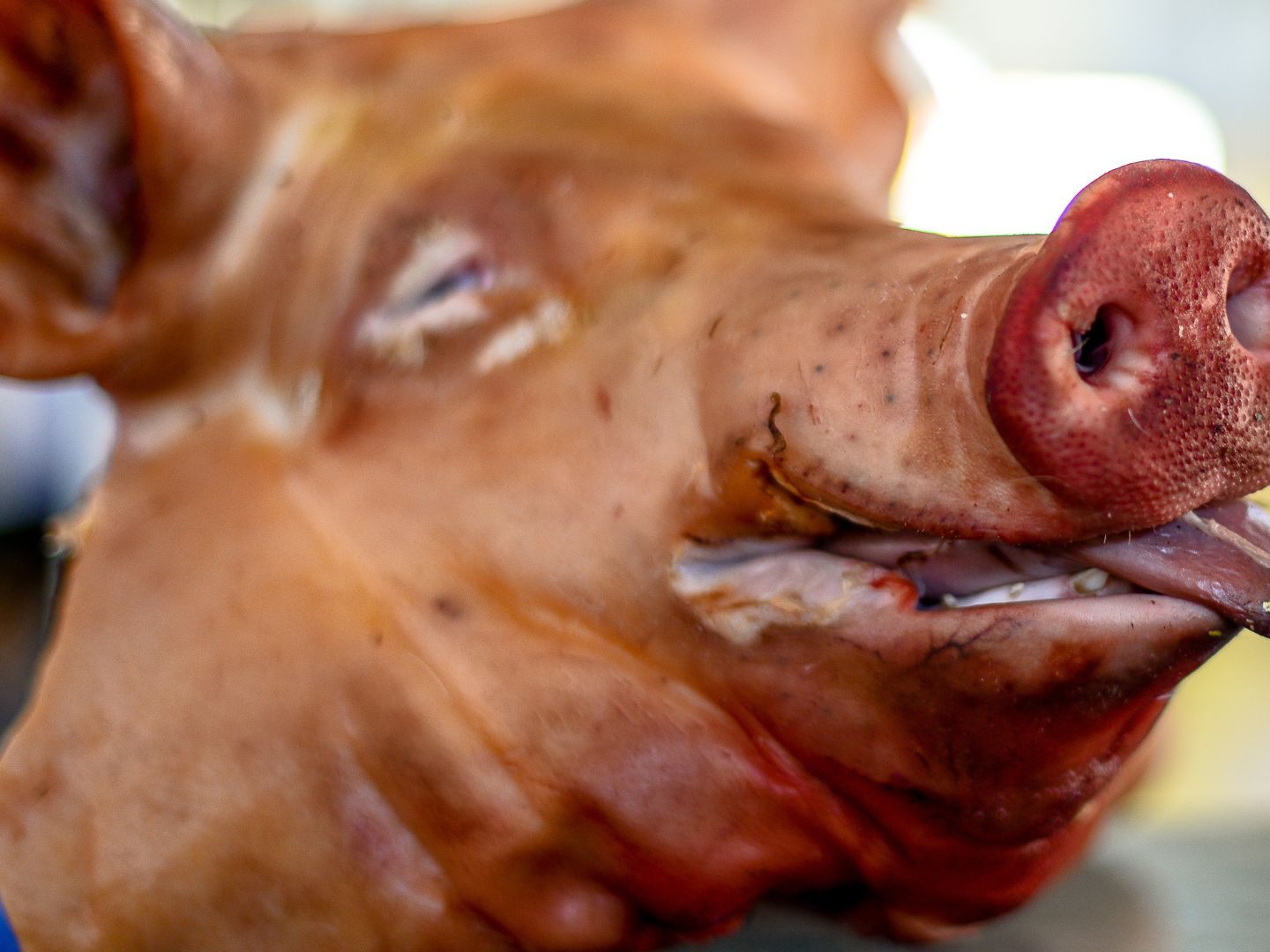 Die Polizei fand im Eingangsbereich der Moschee einen abgetrennten Schweinekopf.