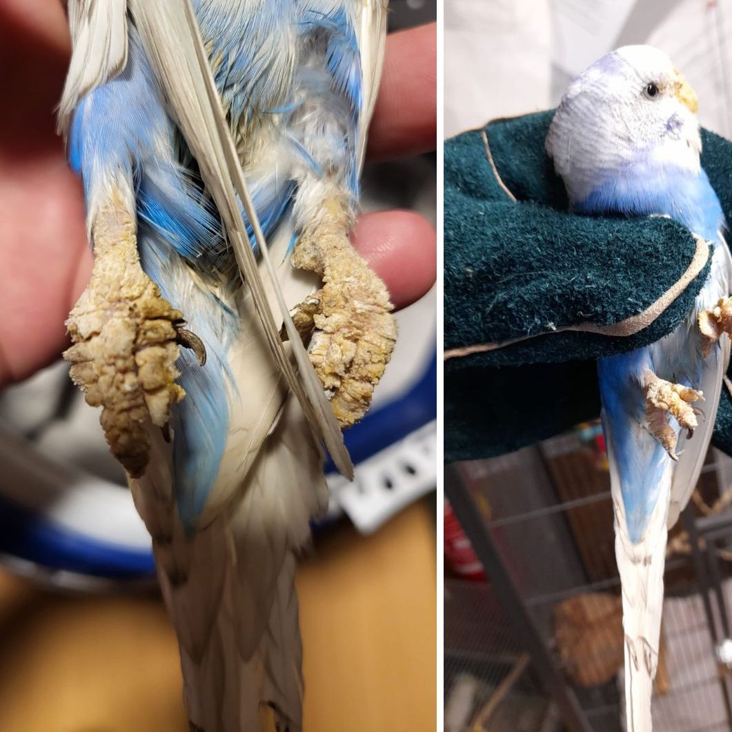 Beim Tierschutzhaus Pfotenhilfe wurde ein verwahrloster Wellensittich abgegeben.