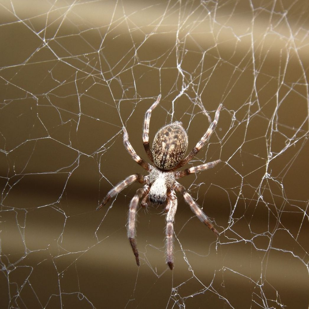 Diese Tricks helfen gegen Spinnen im Haus.