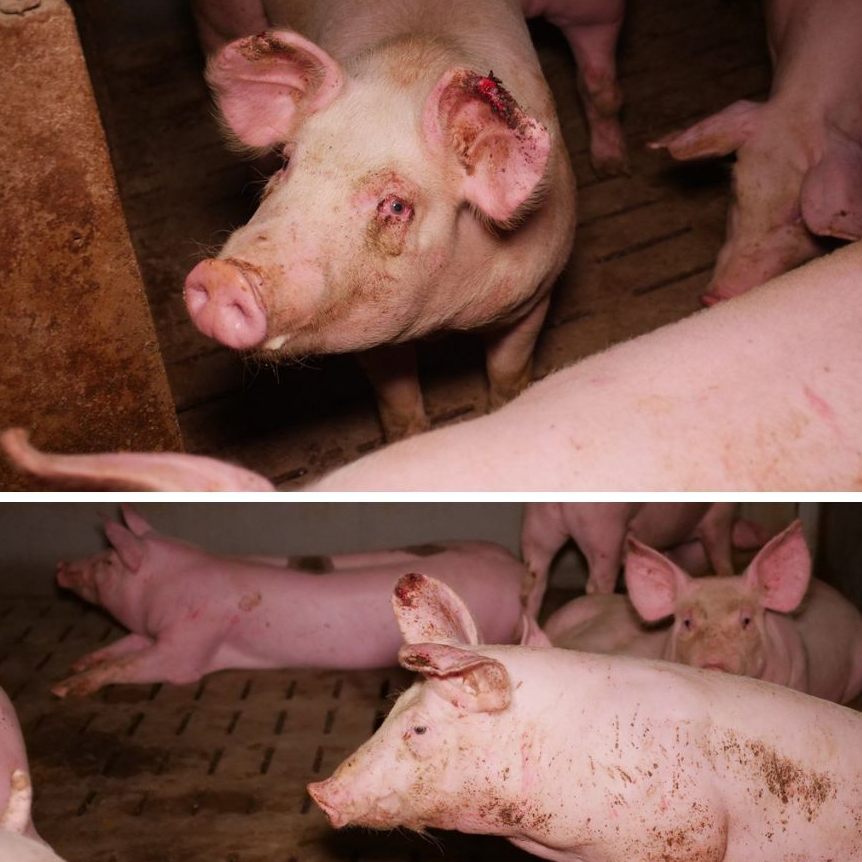 Der VGT berichtete am Montag darüber, wie Schweine in einem NÖ Betrieb an blutigen Ohren und offenen Abszessen leiden.
