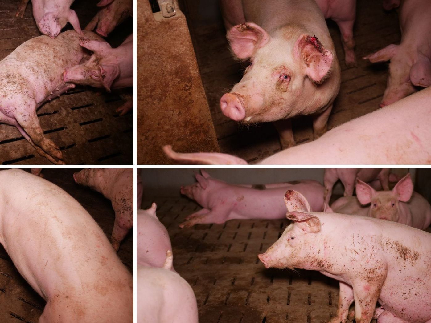 Der VGT berichtete am Montag darüber, wie Schweine in einem NÖ Betrieb an blutigen Ohren und offenen Abszessen leiden. Der VGT berichtete am Montag darüber, wie Schweine in einem NÖ Betrieb an blutigen Ohren und offenen Abszessen leiden.