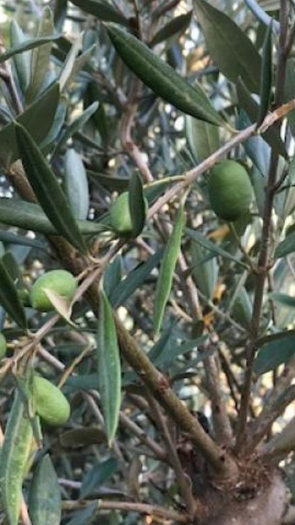 Der Anbau von Olivenbäumen könnte durch den Klimawandel bald auch in Österreich möglich werden.