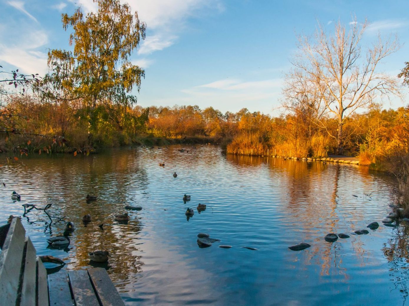 Ein Oberösterreicher stürzte mit seinem Auto in einen Teich. Ein Oberösterreicher stürzte mit seinem Auto in einen Teich.