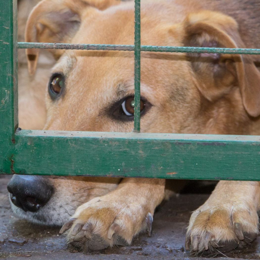 Die Polizei fand 44 misshandelte Hund in einem Haus in Oberösterreich.
