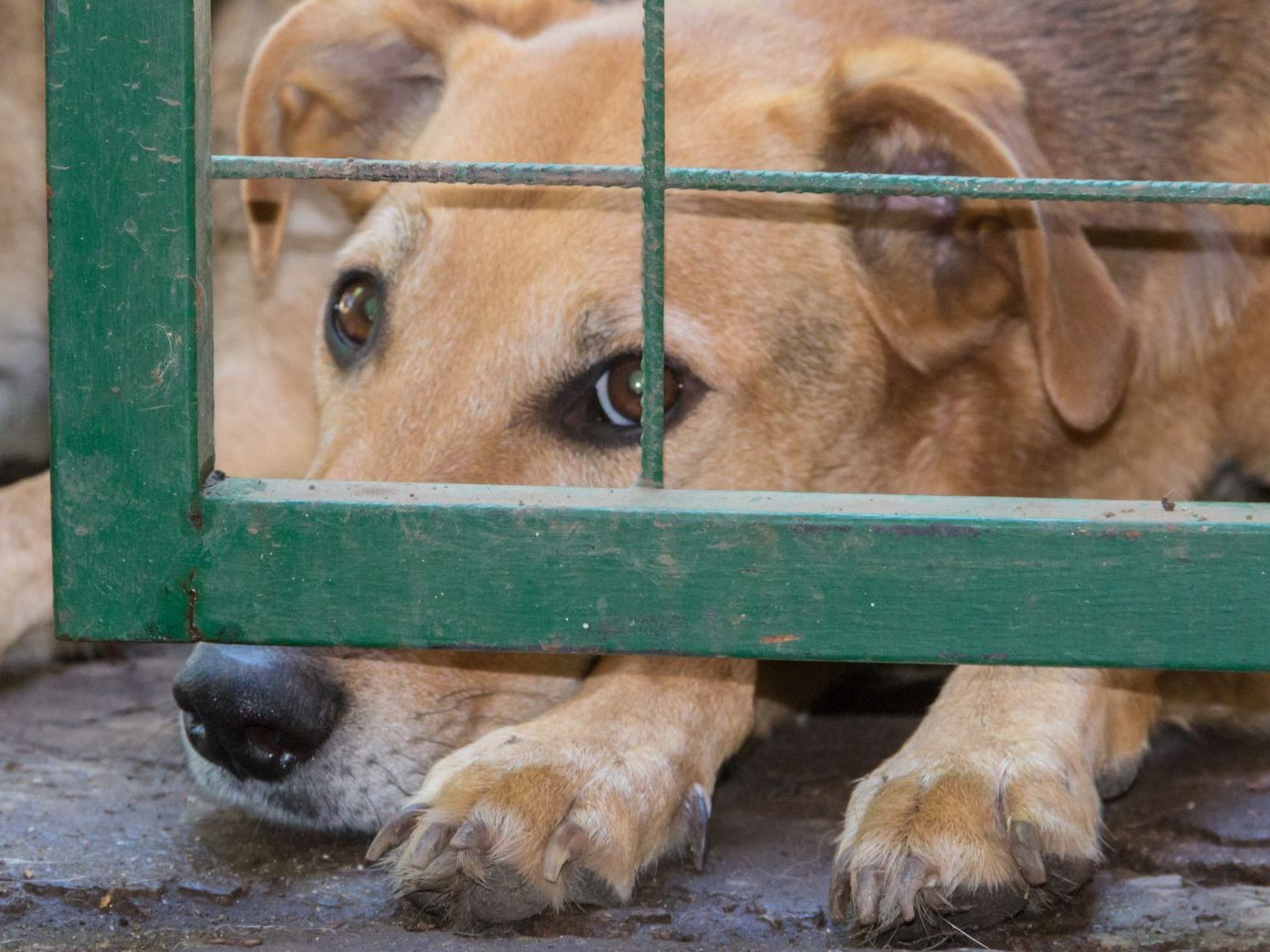Die Polizei fand 44 misshandelte Hund in einem Haus in Oberösterreich. Die Polizei fand 44 misshandelte Hund in einem Haus in Oberösterreich.