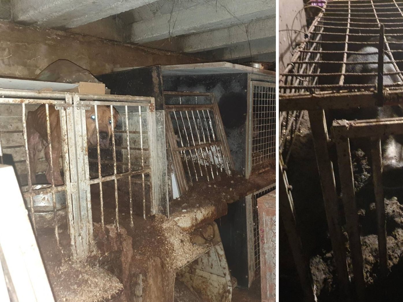Die 44 Hunde lebten in einem Keller in einem Haus in Ansfelden in völliger Dunkelheit und in ihrem eigenen Kot.