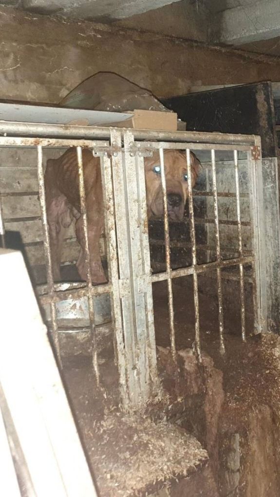 Die 44 Hunde lebten in einem Keller in einem Haus in Ansfelden in völliger Dunkelheit und in ihrem eigenen Kot.