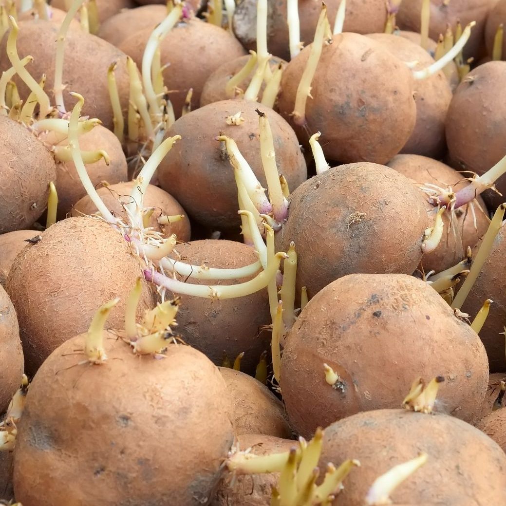 Wann sollte man keimende Erdäpfel wegwerfen?