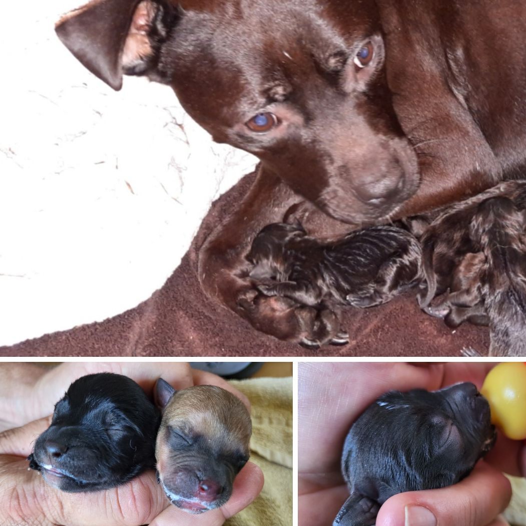 Hündin "Susi" wurde aus dem "Folterkeller" in Ansfelden gerettet und bekam kurz darauf elf Welpen.