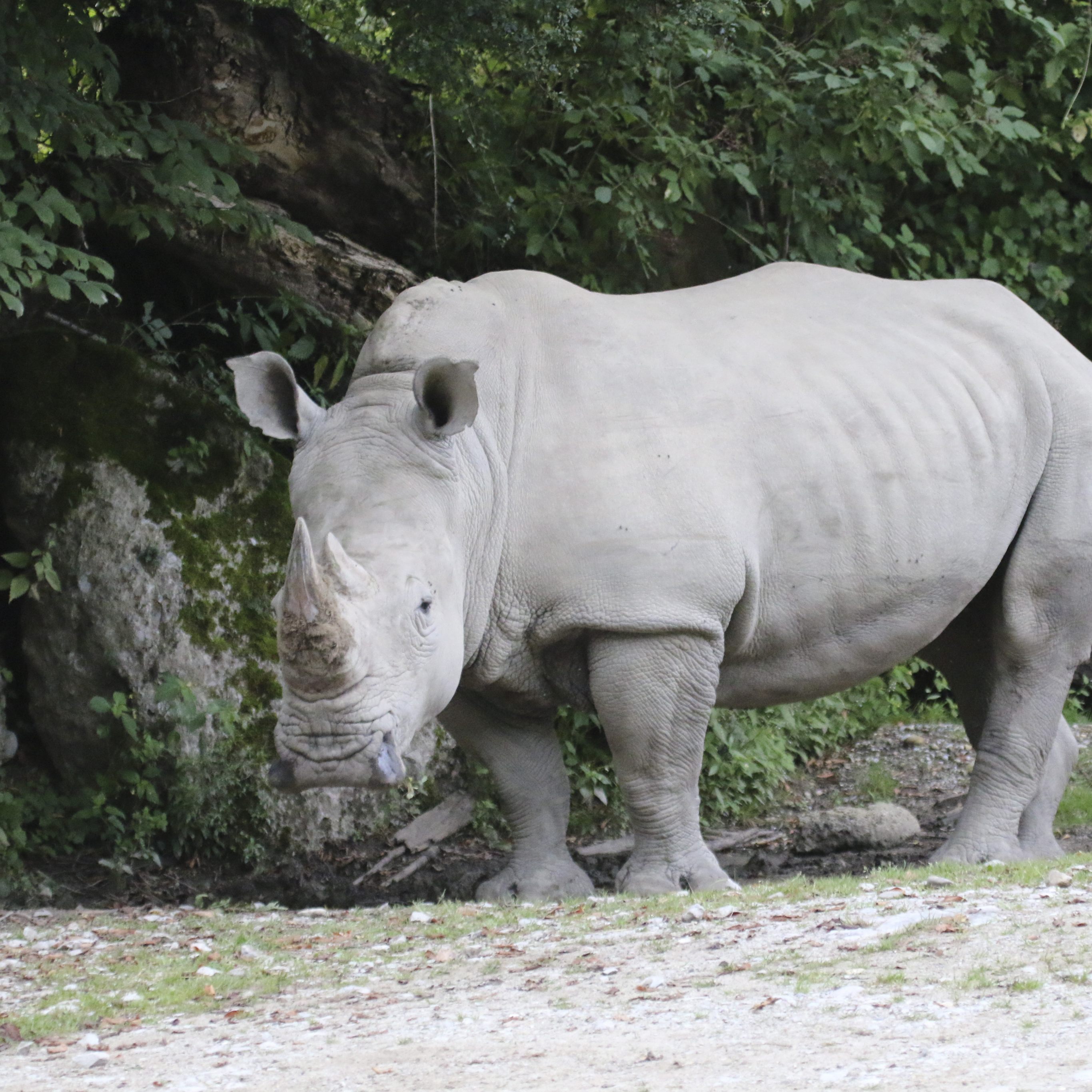 In Salzburg hat es am Dienstag einen Nashorn-Unfall gegeben.