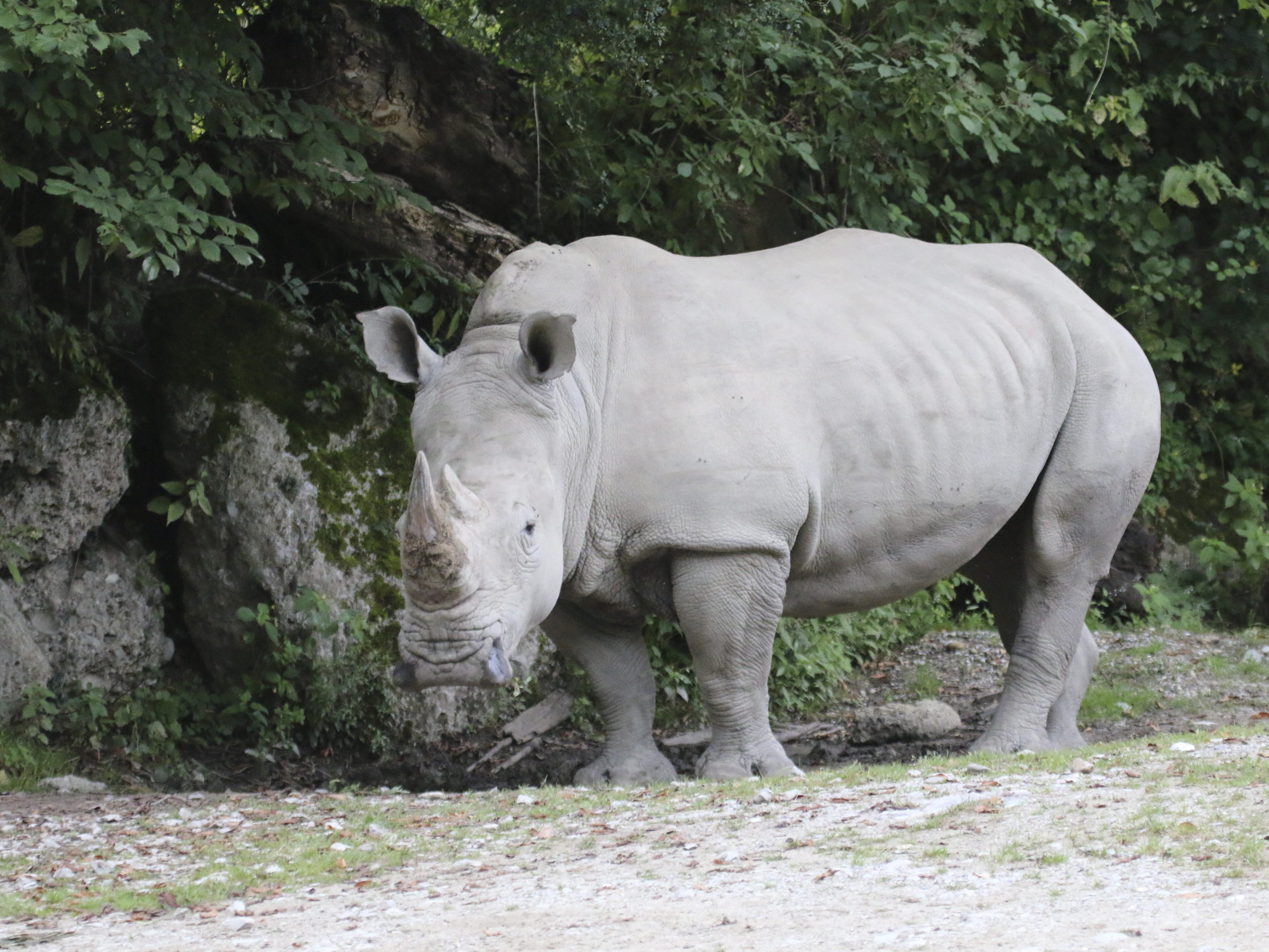 In Salzburg hat es am Dienstag einen Nashorn-Unfall gegeben. In Salzburg hat es am Dienstag einen Nashorn-Unfall gegeben.