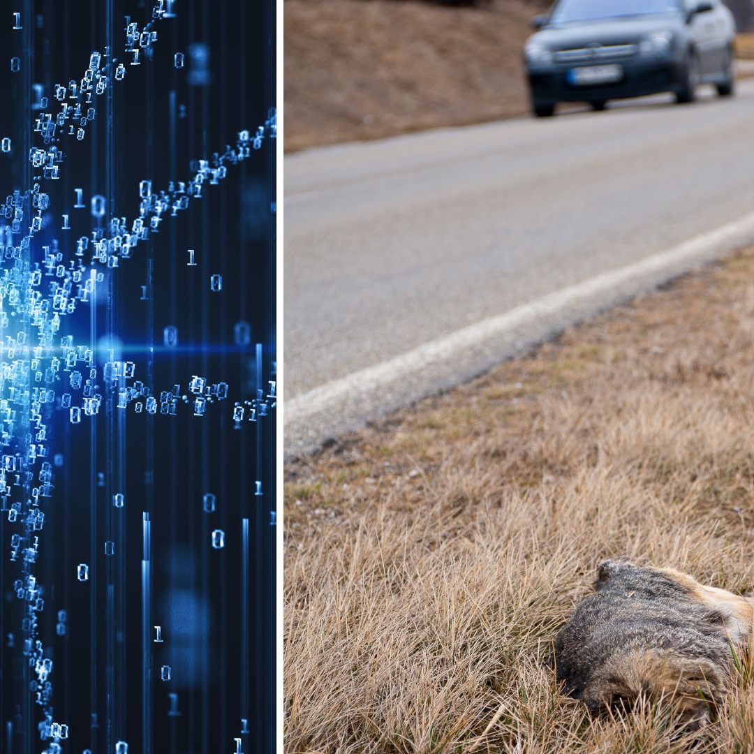 Künstliche Intelligenz soll in Zukunft Wildunfälle verhindern.