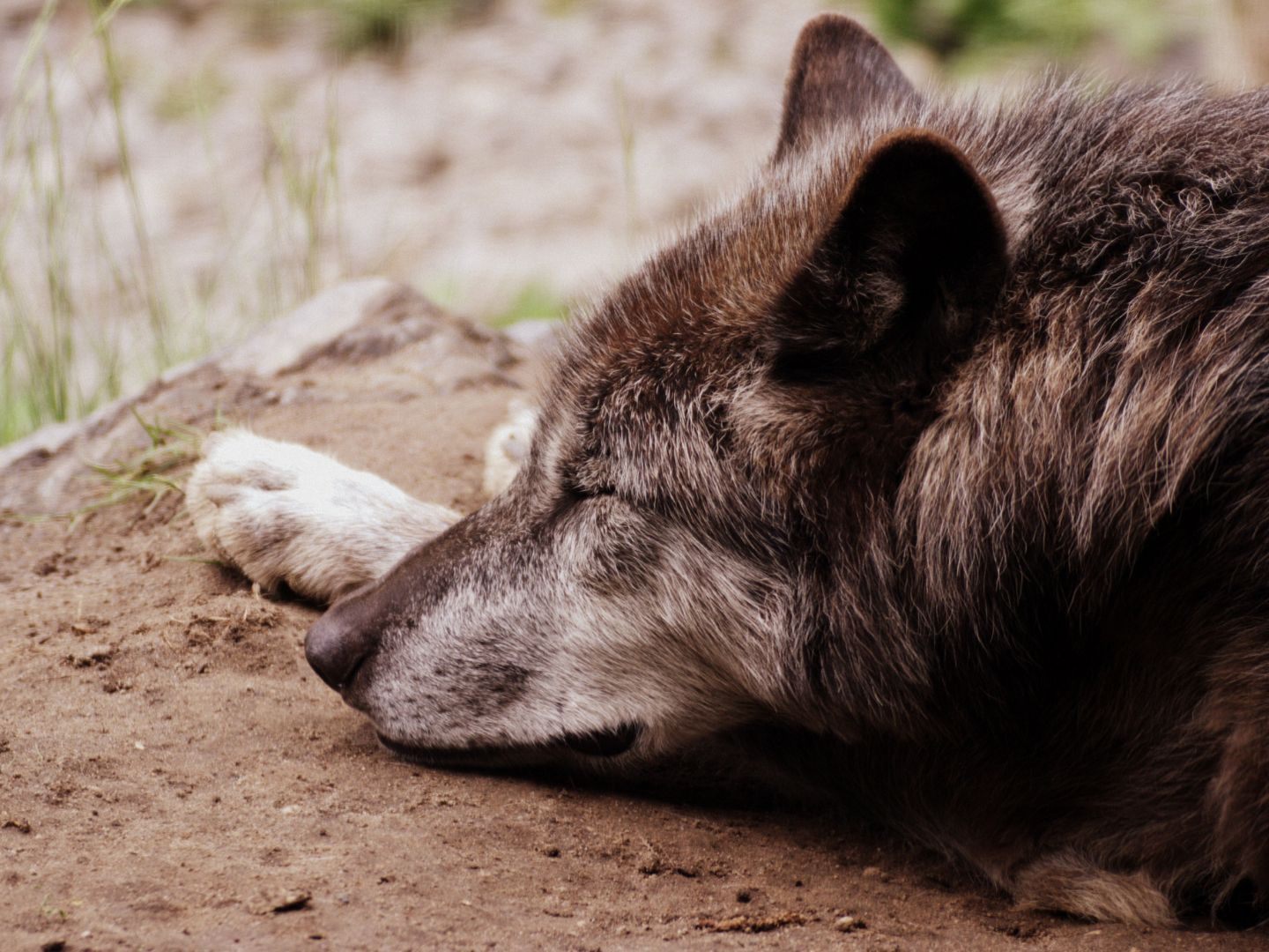 In Niederösterreich wurde ein Wolf erschossen und in der Donau entsorgt.