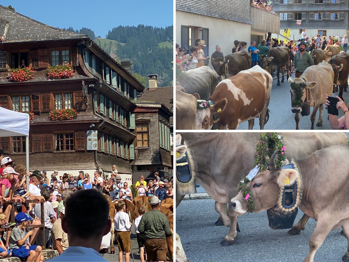 Der Alptag ist Tradition in Schwarzenberg. Kühe und Älpler kehren zurück ins Tal. Der Alptag ist Tradition in Schwarzenberg. Kühe und Älpler kehren zurück ins Tal.