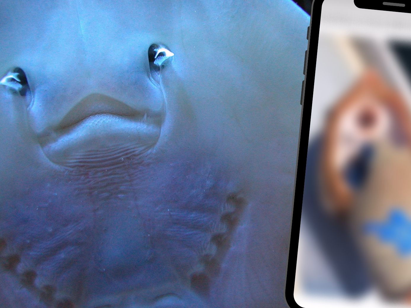 Rochen wird gekitzelt und bekommt Lachflash Rochen wird gekitzelt und bekommt Lachflash