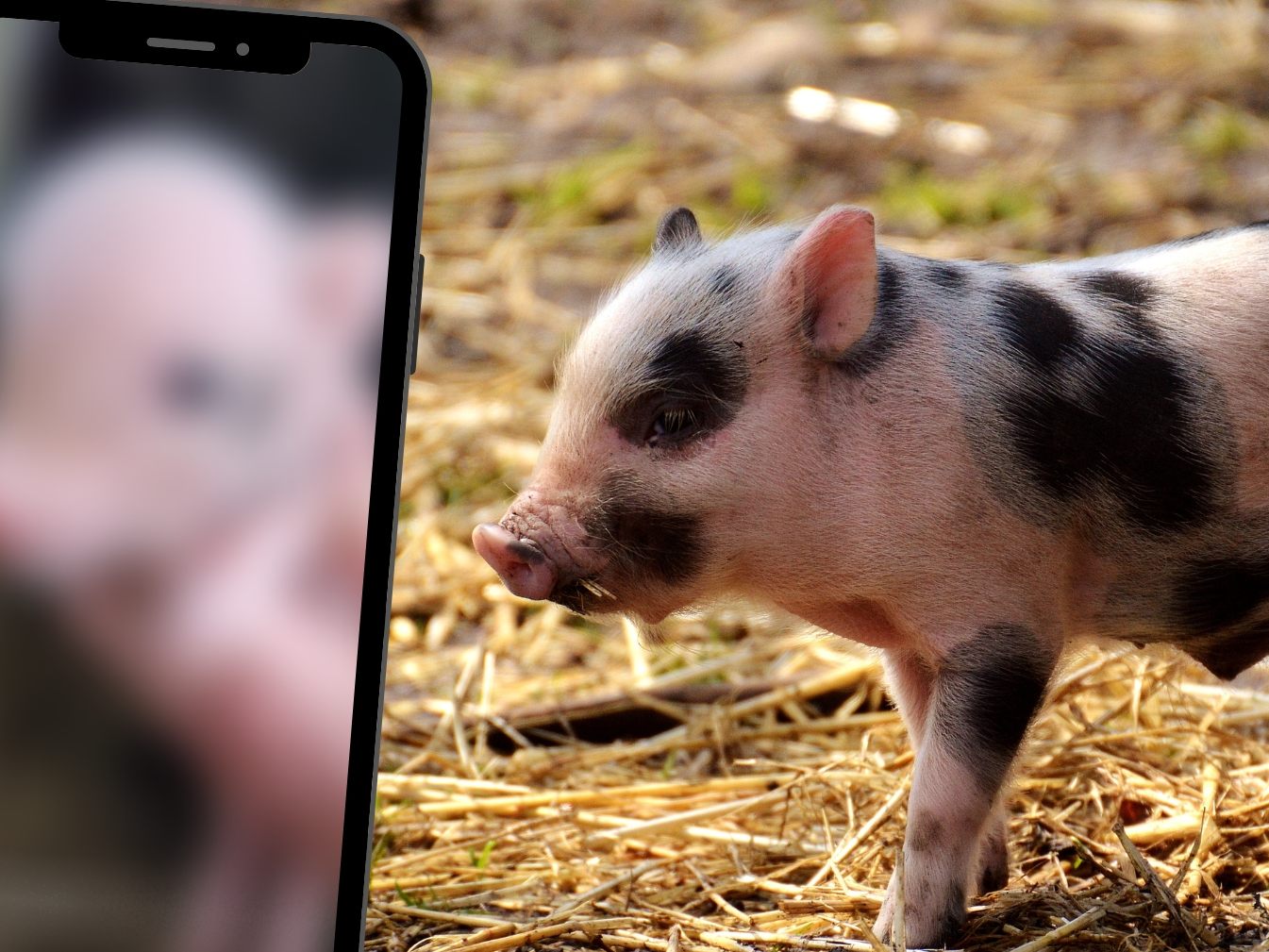 Süßes Babyschweinchen verzaubert TikTok