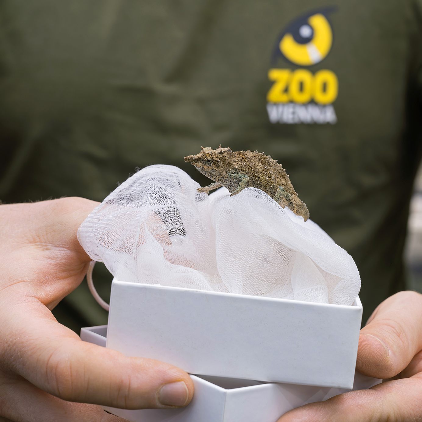 Ein geschmuggeltes Nguru-Zwergchamäleon.