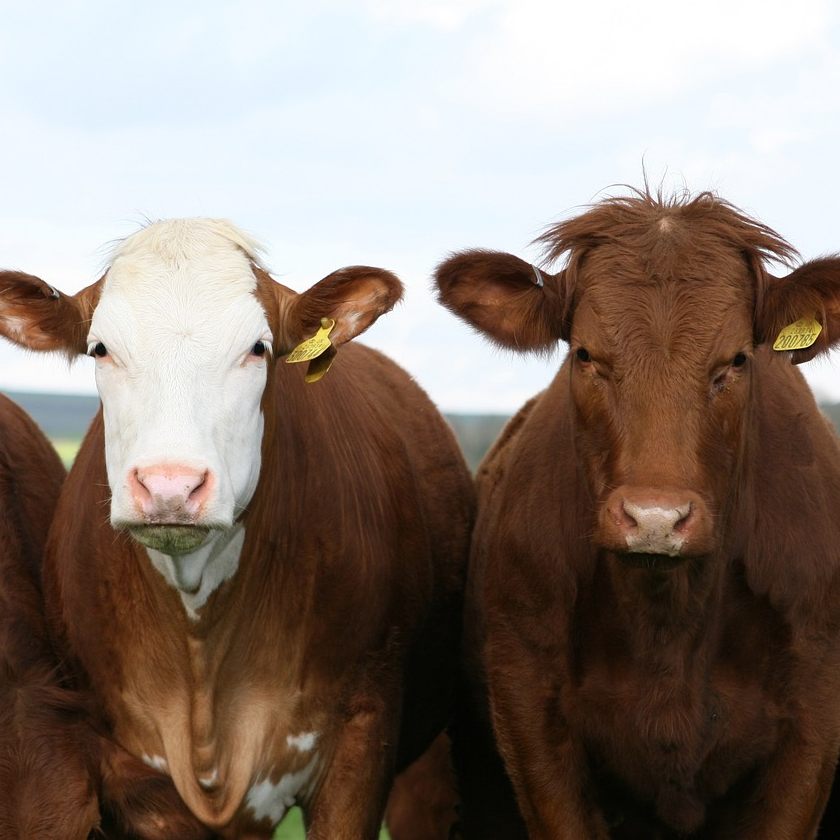 Durch den Verzicht auf Rindfleisch könnte das Klima geschont werden.