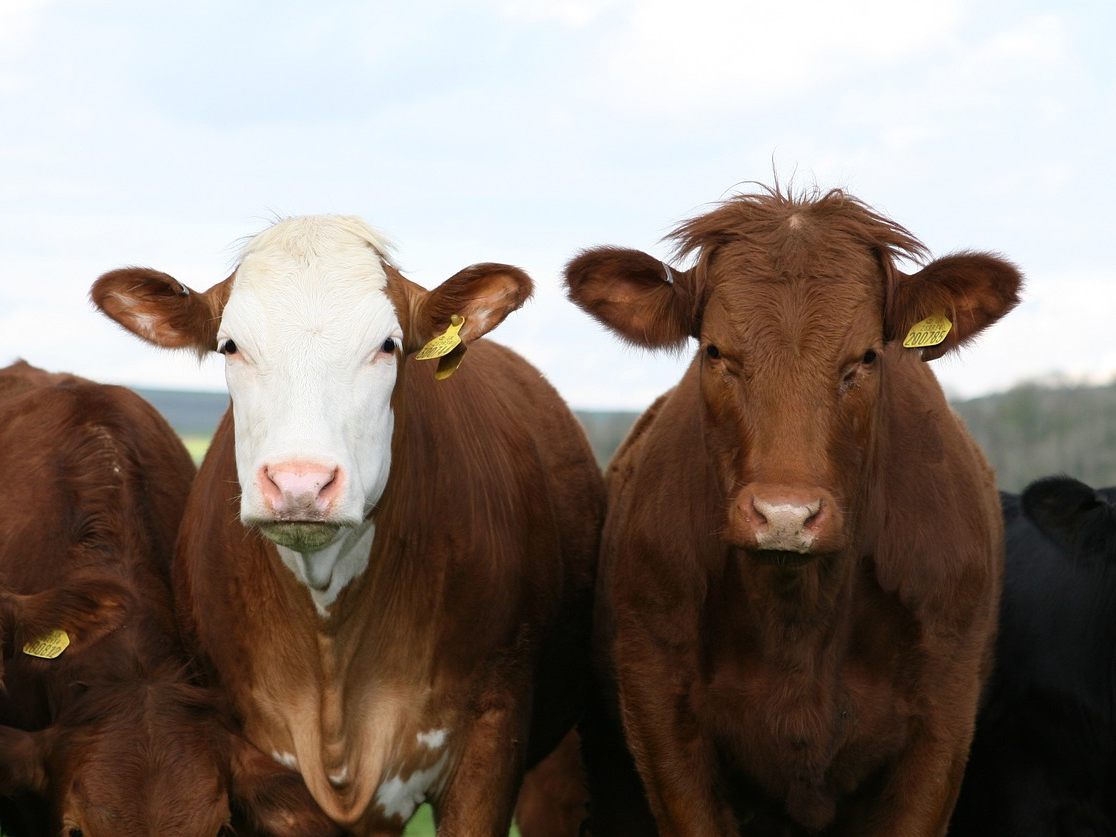 Durch den Verzicht auf Rindfleisch könnte das Klima geschont werden. Durch den Verzicht auf Rindfleisch könnte das Klima geschont werden.