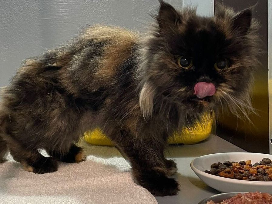 Die Katze kämpfte ums Überleben. Die Katze kämpfte ums Überleben.