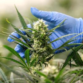 Eine knappe Mehrheit der Österreicher ist laut einer Umfrage gegen die Legalisierung von Cannabis.