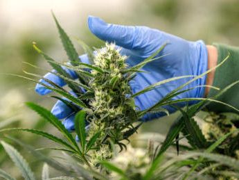 Eine knappe Mehrheit der Österreicher ist laut einer Umfrage gegen die Legalisierung von Cannabis.