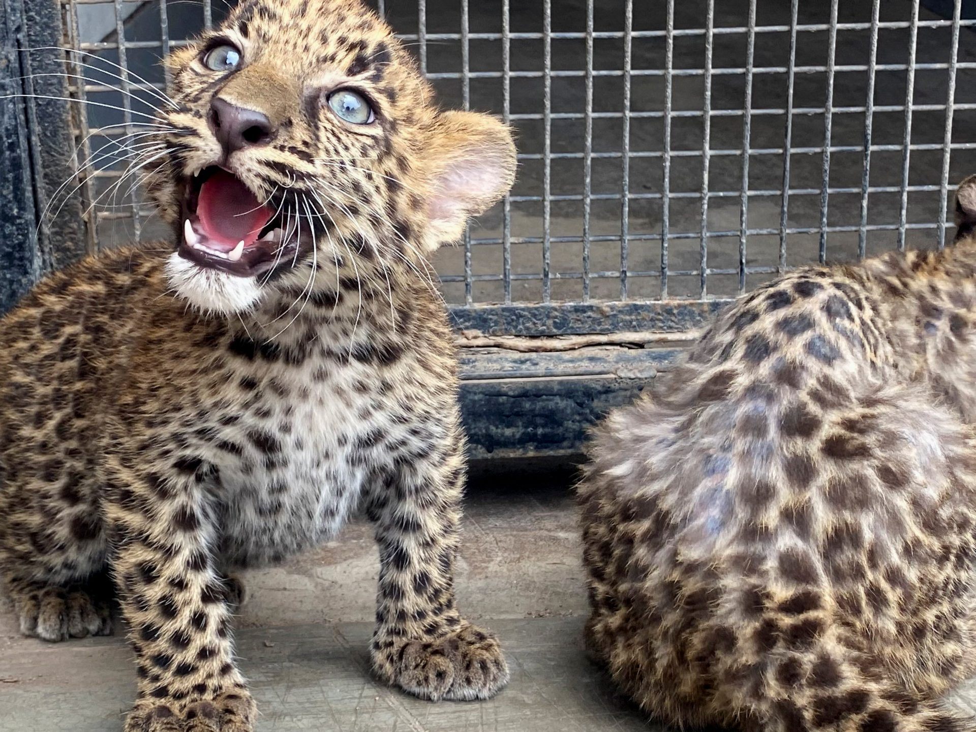 Süßer Leopardennachwuchs in Lima. Süßer Leopardennachwuchs in Lima.