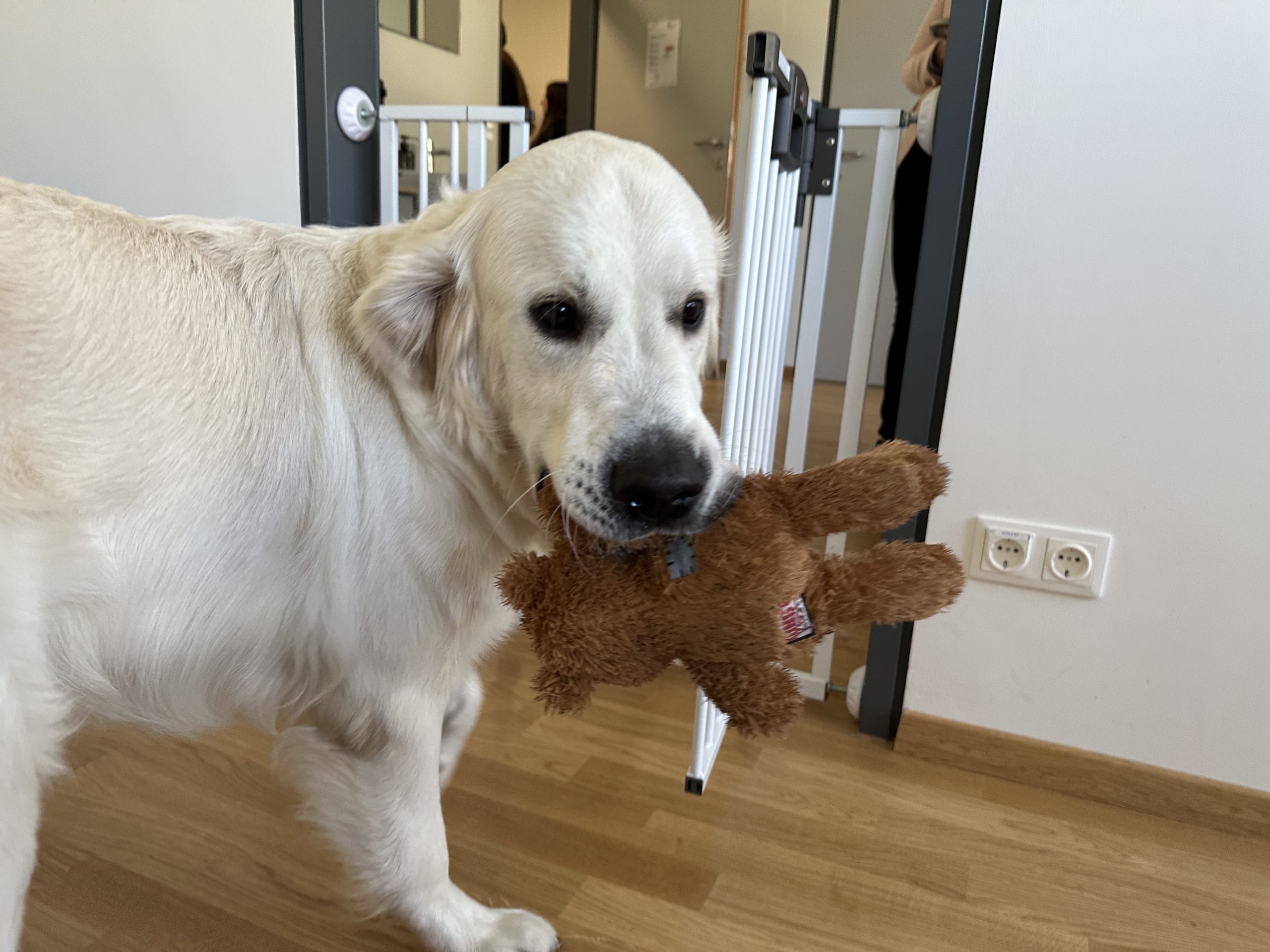Schulhund