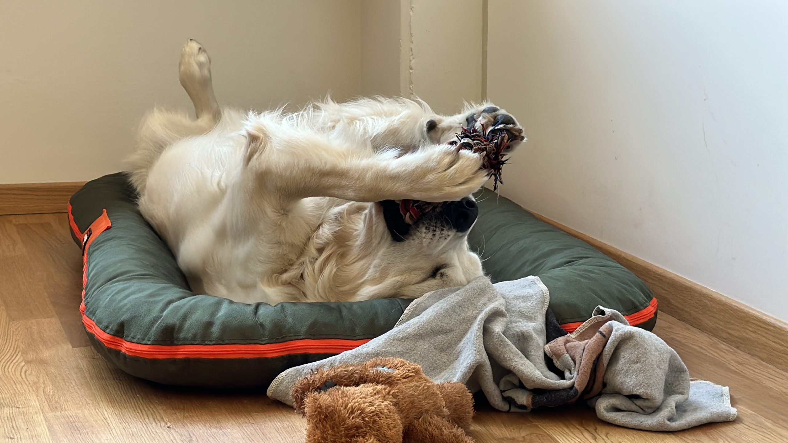 Schulhund