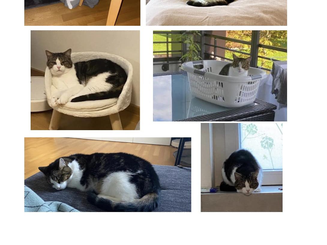 Kater vermisst