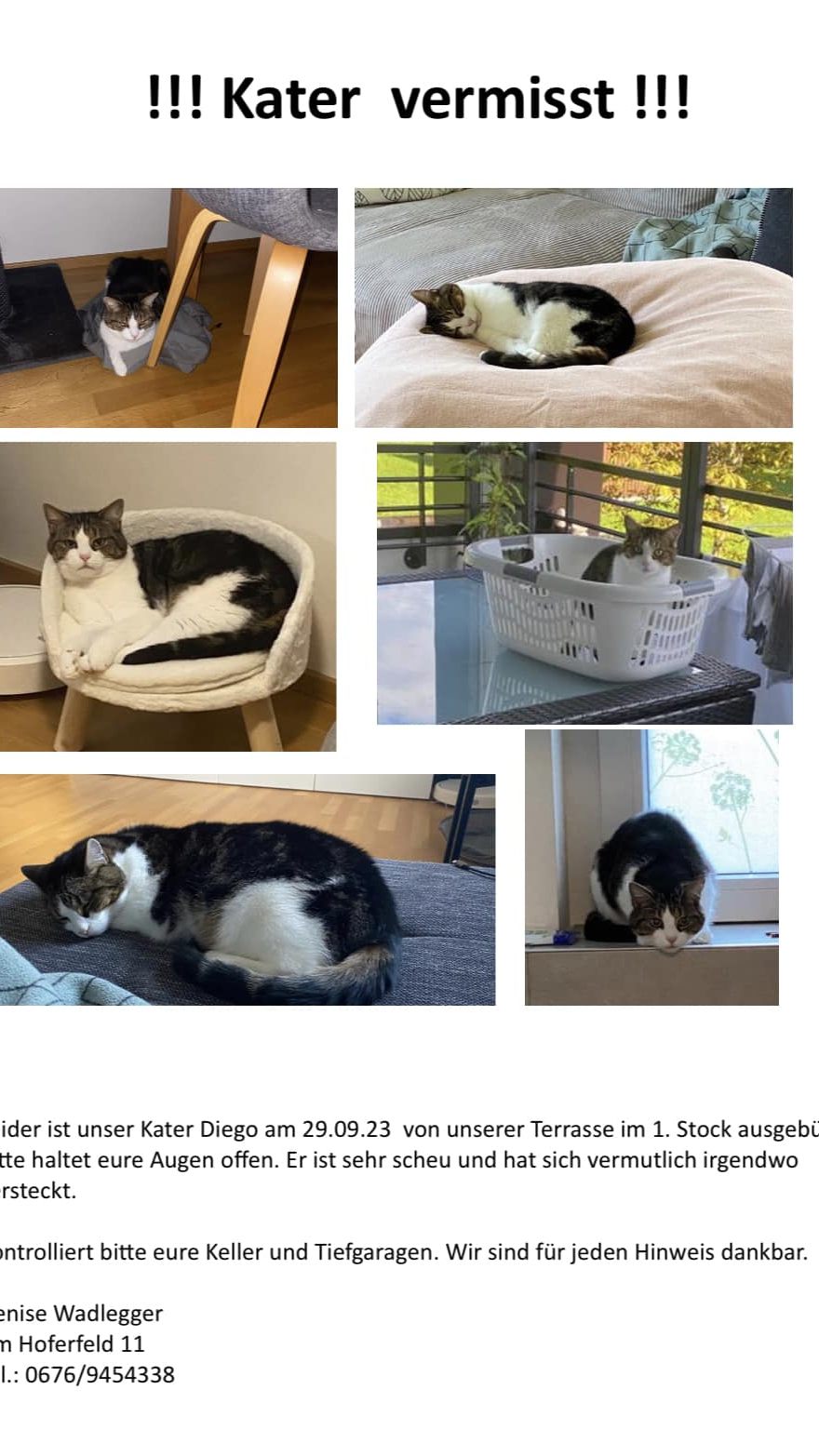 Kater vermisst