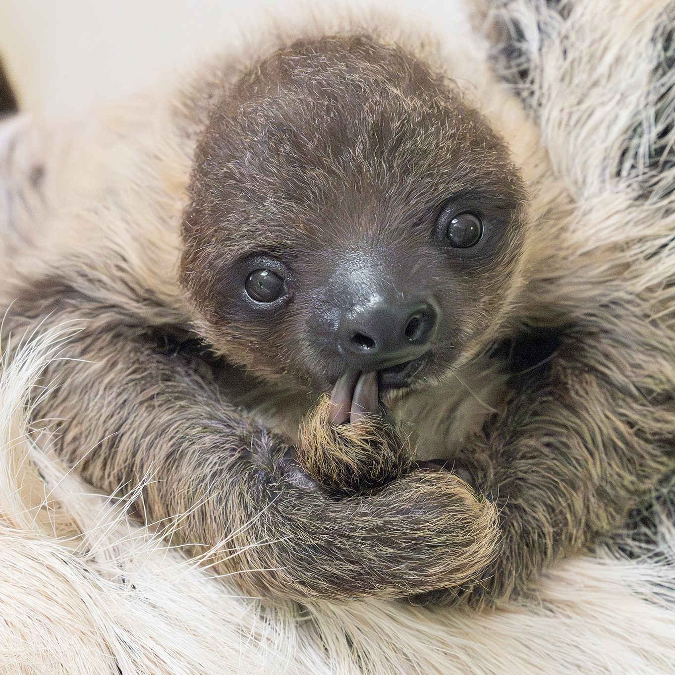 Am Freitag ist Weltfaultiertag.