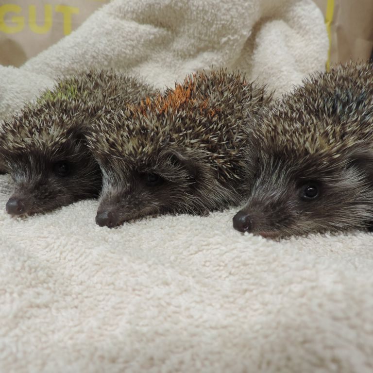 Das stachelige Trio hatte Hilfe besonders dringend nötig.