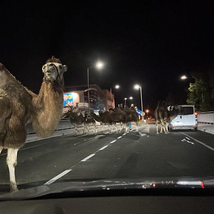 Die Tiere konnten rasch wieder eingefangen werden.