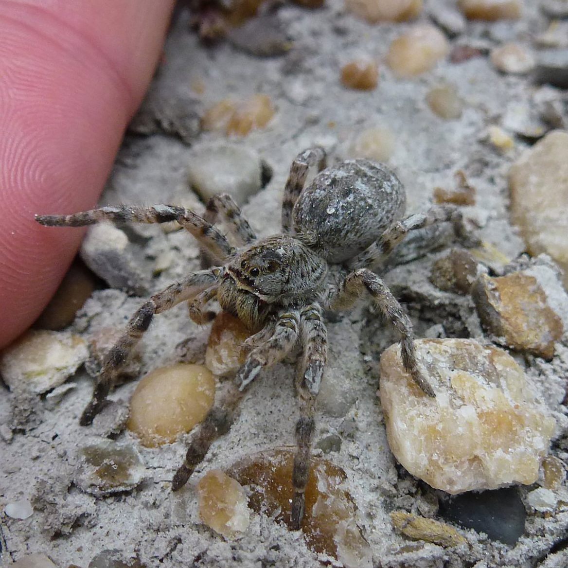 Eine südrussische Tarantel-Art wird vermehrt in Österreich gesichtet.