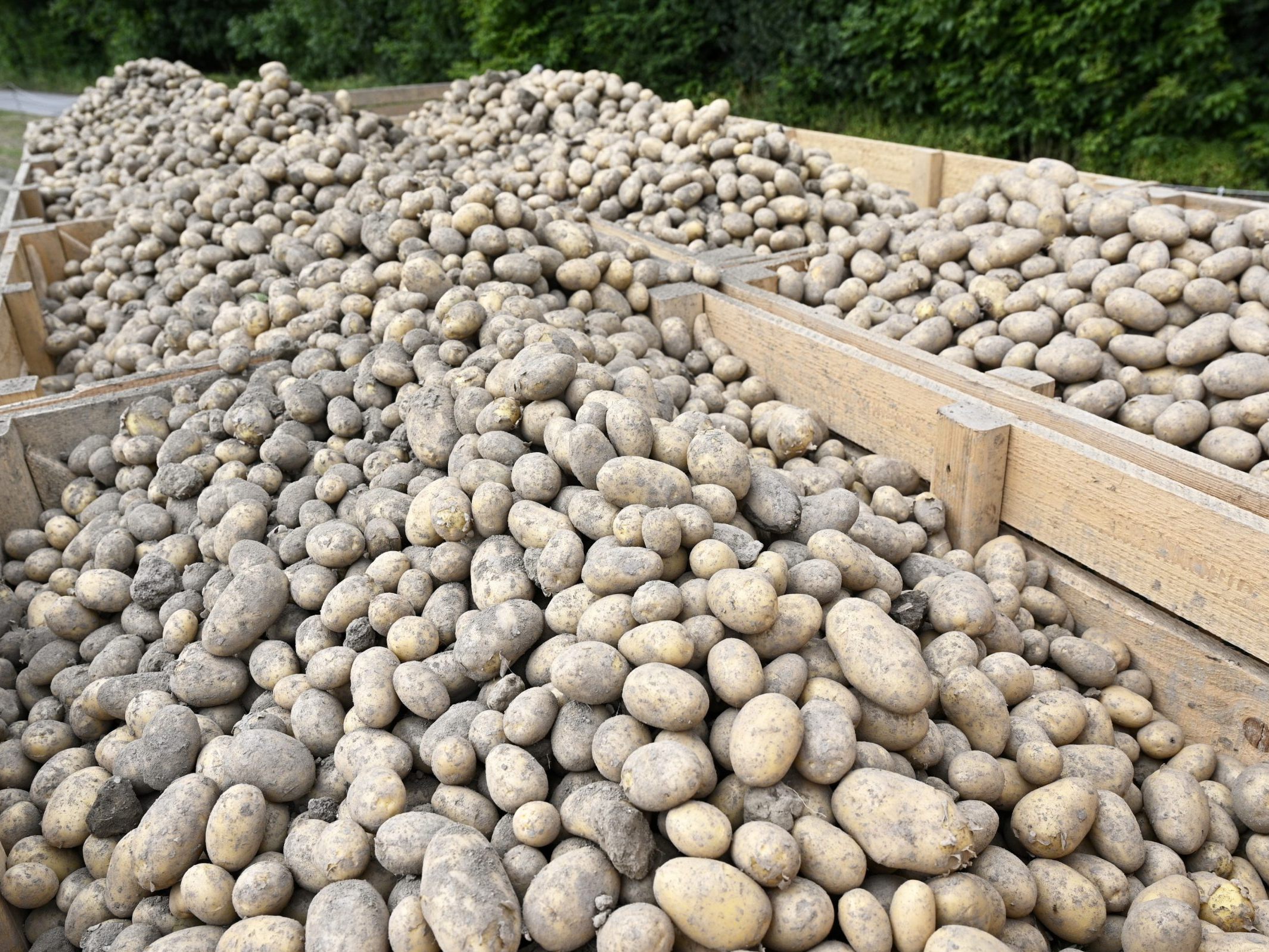 Die Erdäpfelernte 2023 brachte deutlich geringere Erträge.