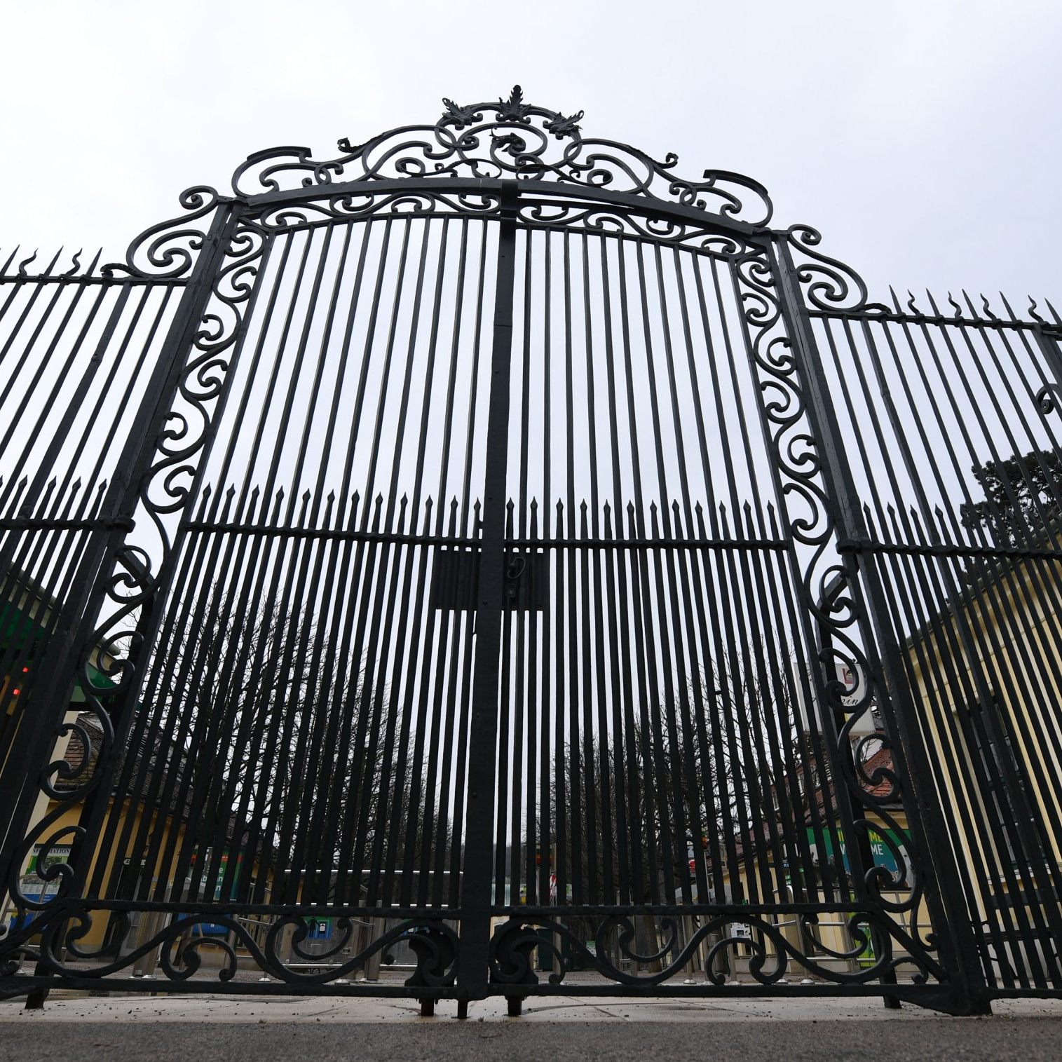 Im Wiener Tiergarten Schönbrunn wurden mehrere Flamingos von einem Fuchs gerissen.