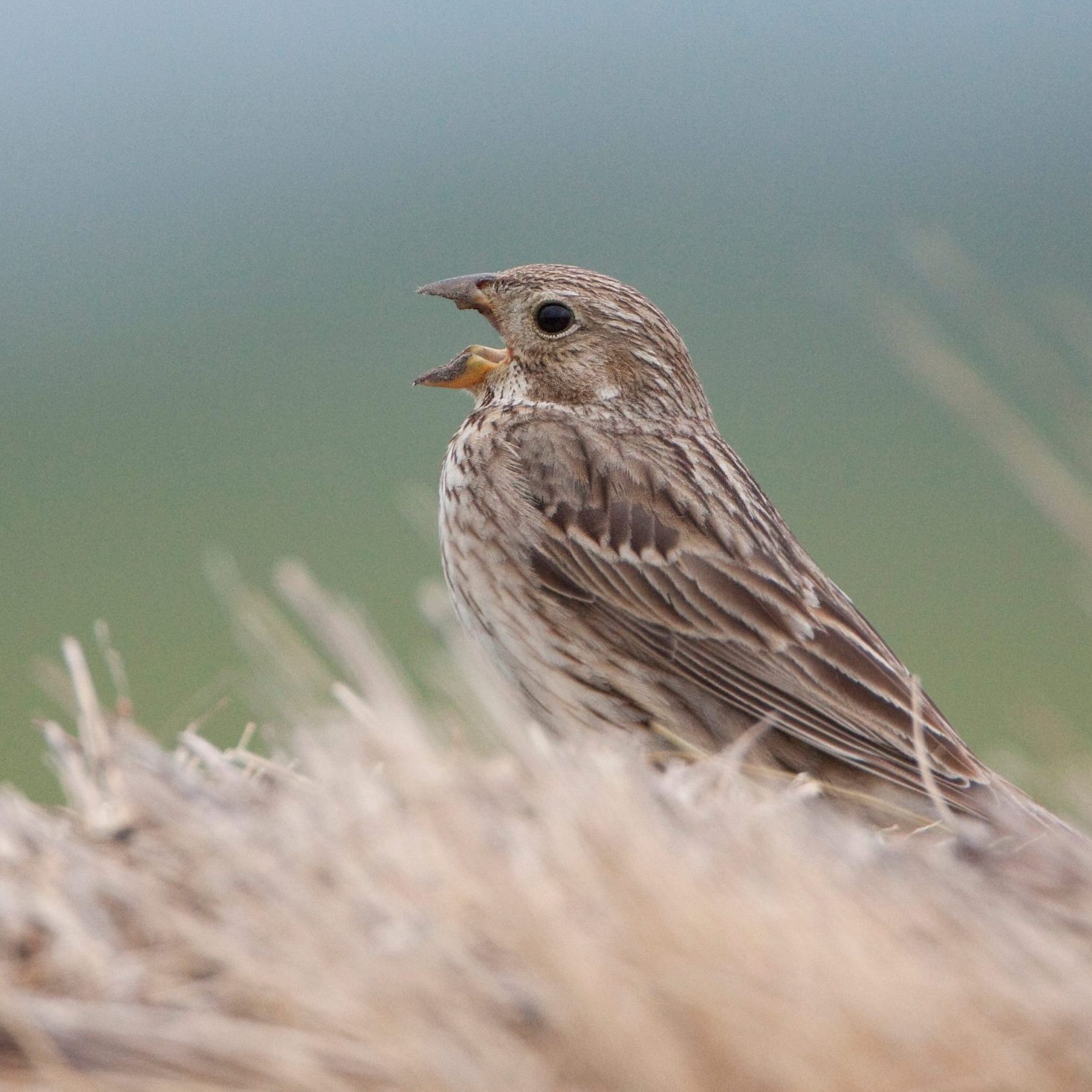 Die Grauhammer ist Österreichs Vogel des Jahres.