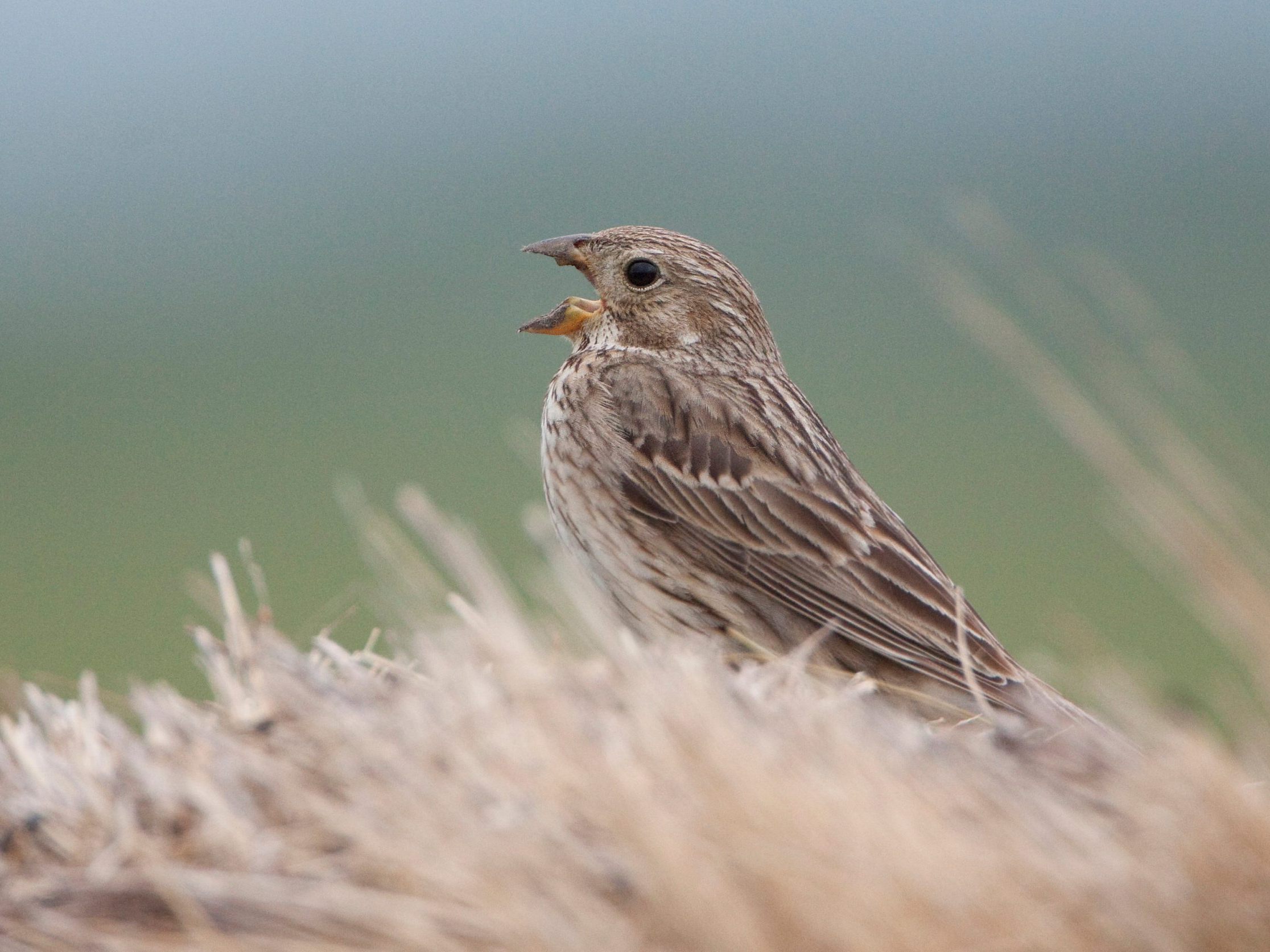 Die Grauhammer ist Österreichs Vogel des Jahres. Die Grauhammer ist Österreichs Vogel des Jahres.