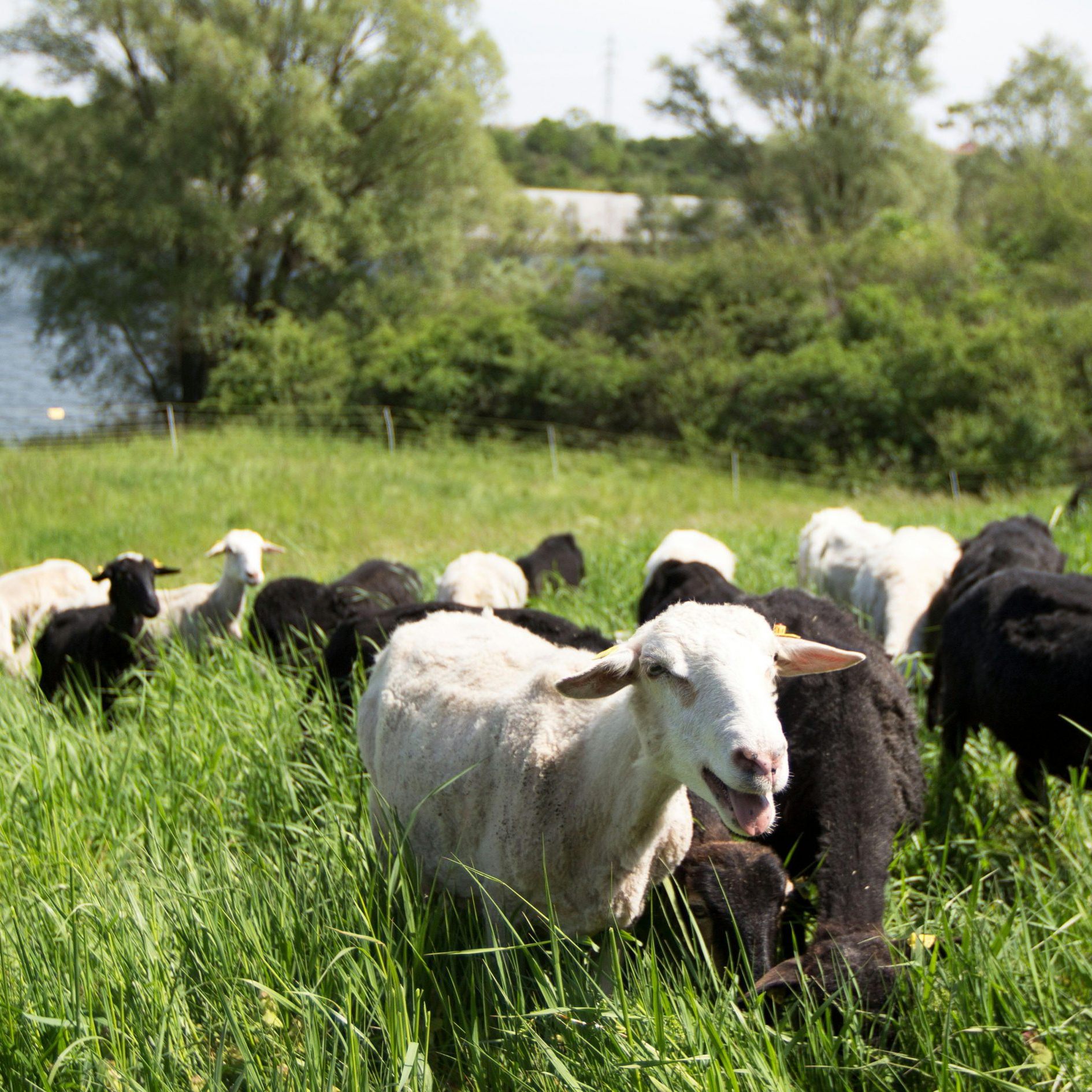 Donauinsel-Schafe wurden nach Niederösterreich gebracht.
