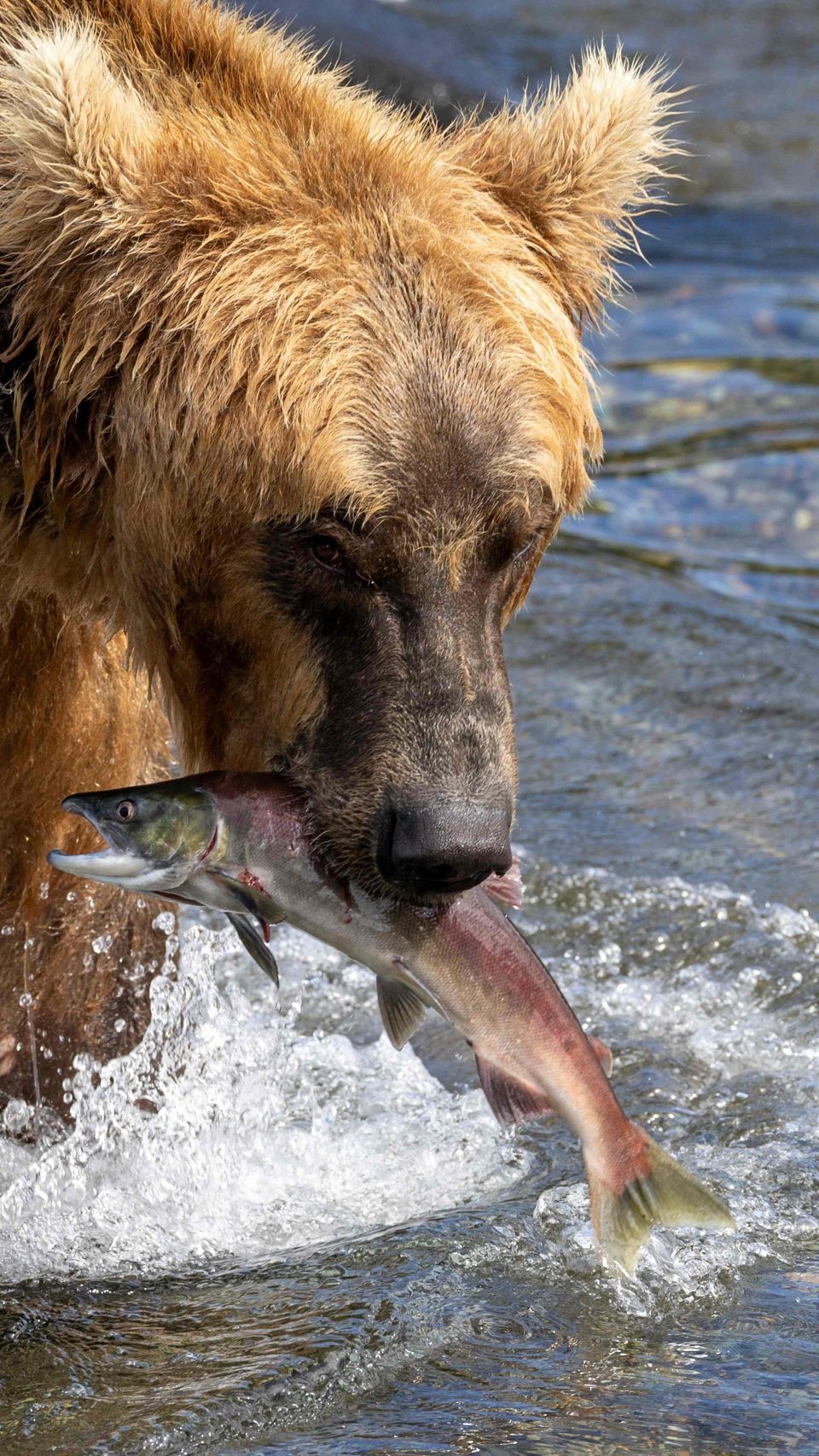 "Grazer" gewann den "Fat Bear" Wettbewerb.