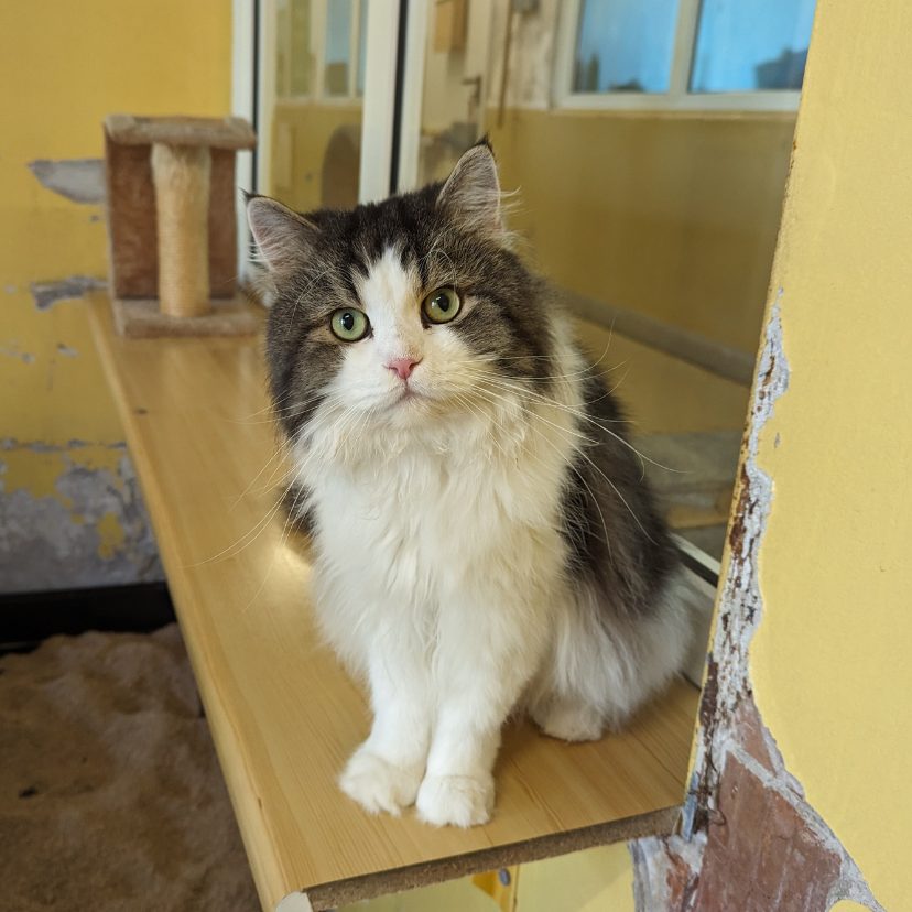 Diese Katzen suchen ein liebevolles Zuhause.