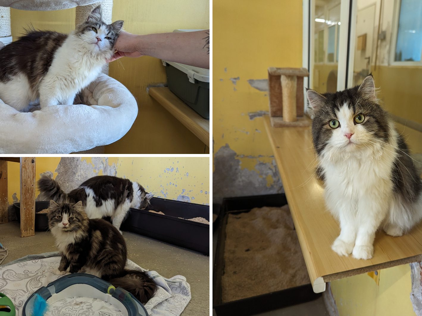 Diese Katzen suchen ein liebevolles Zuhause.