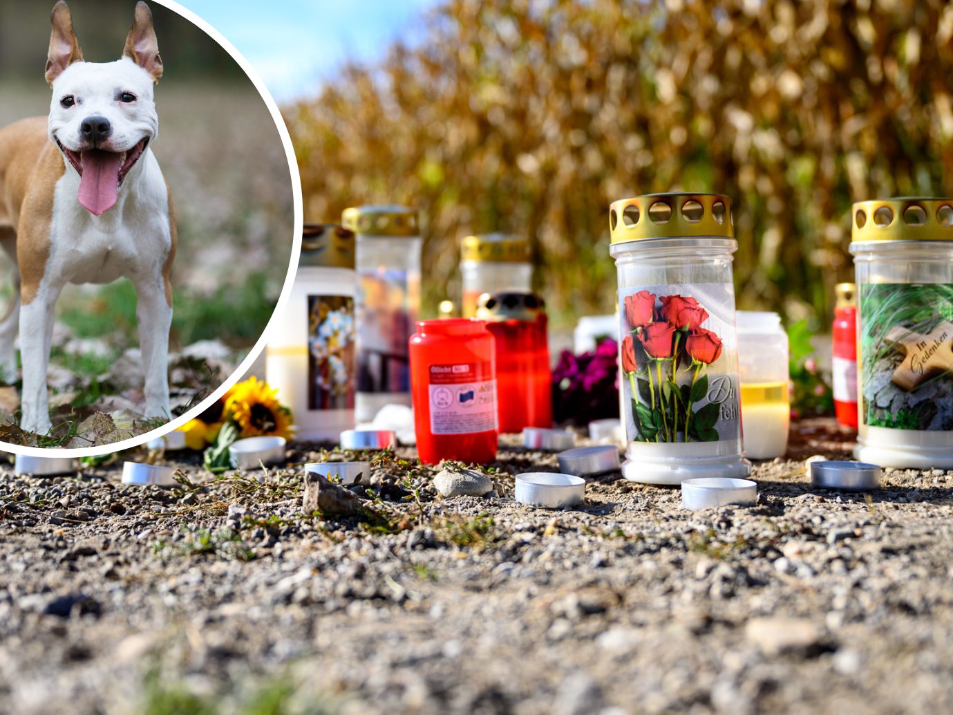 Womöglich waren mehrere Tiere an der Attacke beteiligt.
