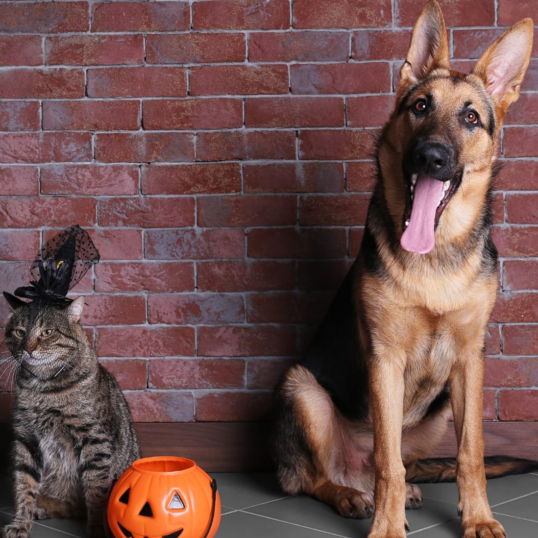 Aus diesen Gründen sollte man Hund und Katze besser nicht verkleiden.