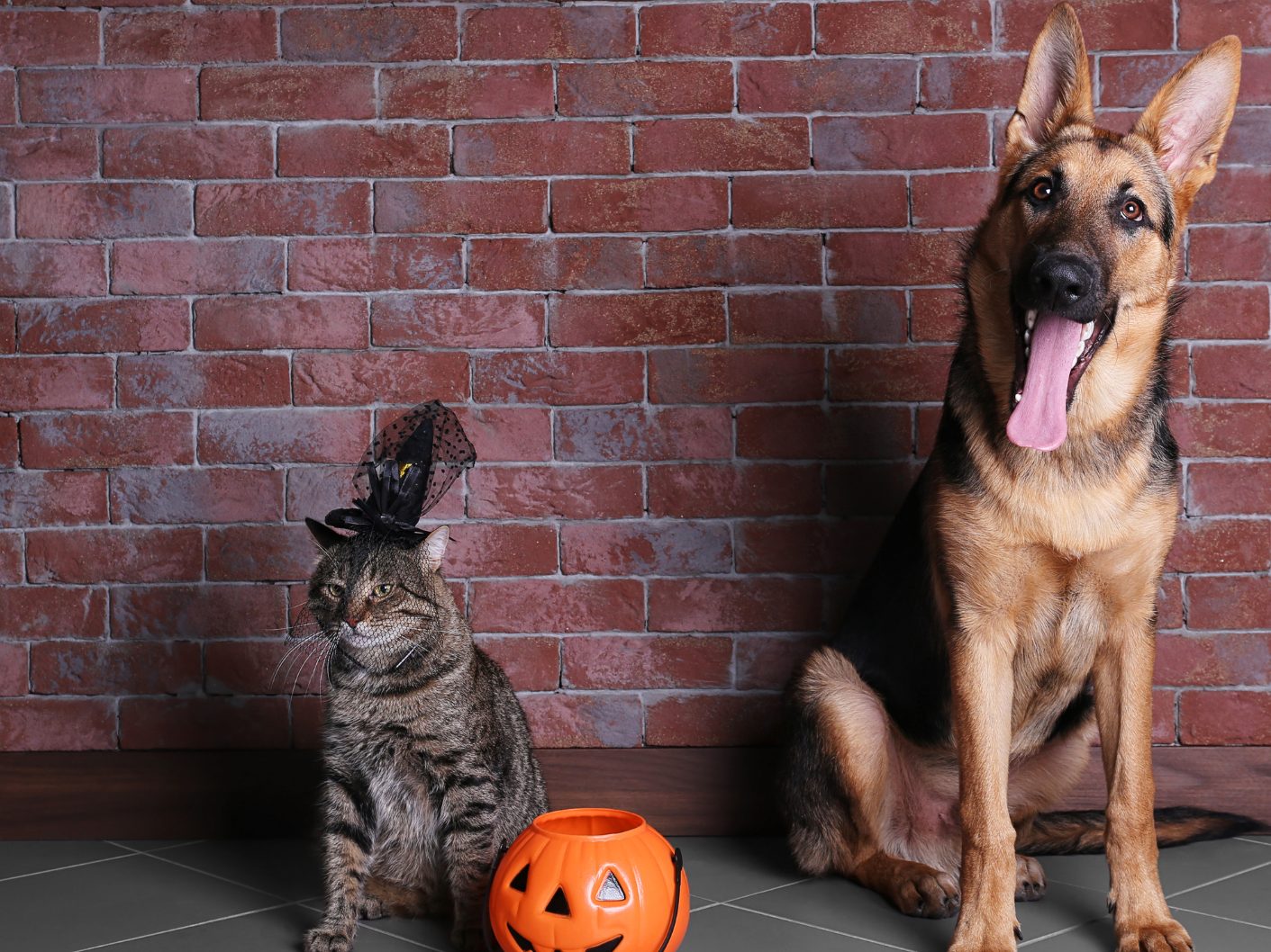 Aus diesen Gründen sollte man Hund und Katze besser nicht verkleiden. Aus diesen Gründen sollte man Hund und Katze besser nicht verkleiden.
