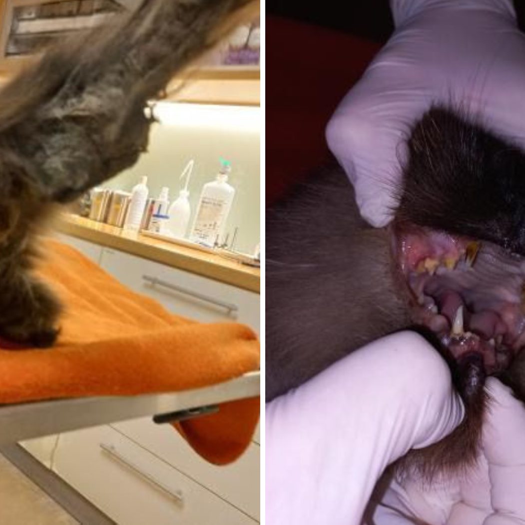 Der Kater wurde komplett vernachlässigt.