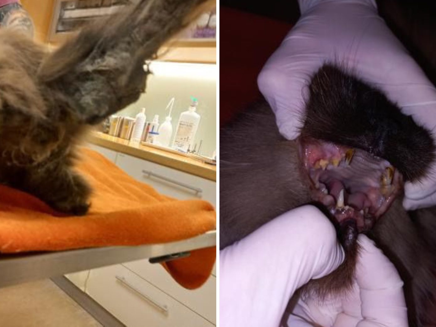 Der Kater wurde komplett vernachlässigt. Der Kater wurde komplett vernachlässigt.